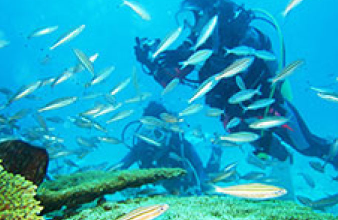 魚の群れと戯れるダイバー