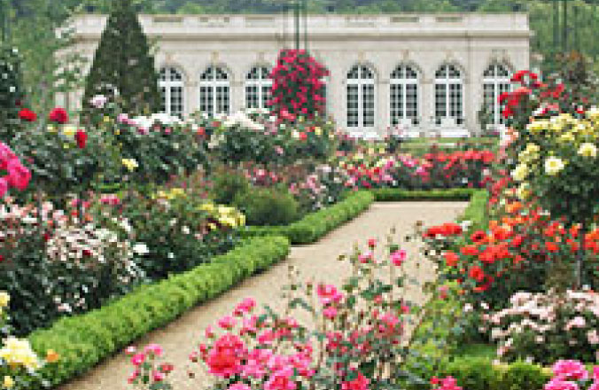 伊豆河津バガテル公園のローズガーデンに咲き誇るバラ