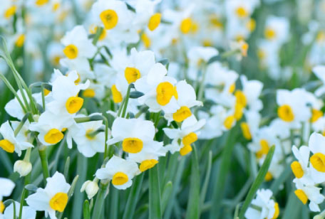 咲き乱れる水仙の花