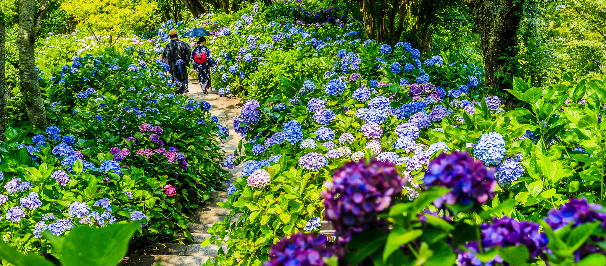 下田公園に咲き誇る紫陽花